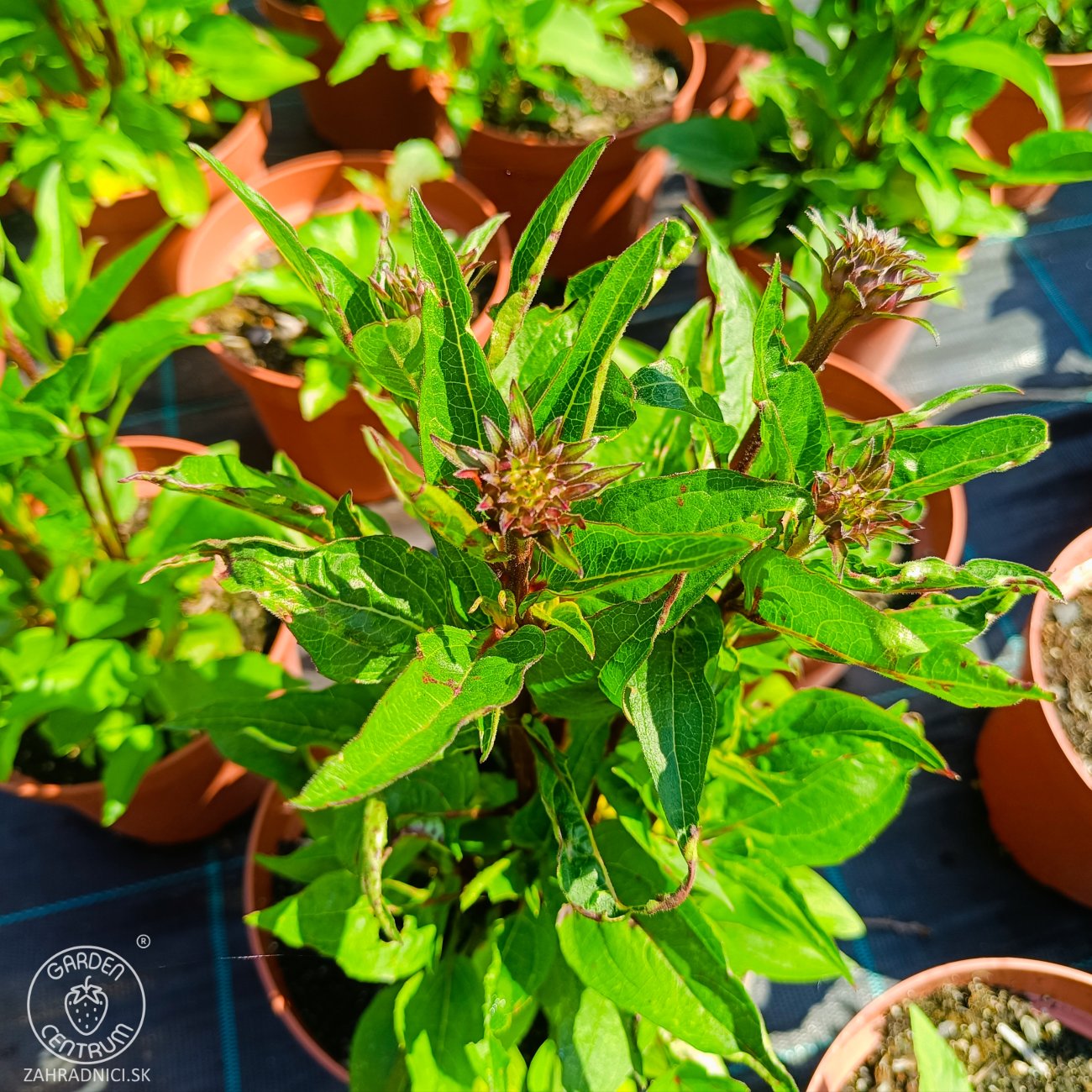 Obrázok Echinacea purpurová (Echinacea purpurea) ‘PRAIRIE BLAZE ORANGE SUNSET’ - kont. C2L